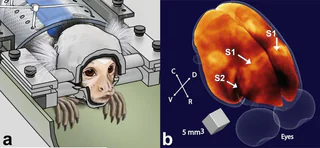 Figure 1 from Papoti (2013)