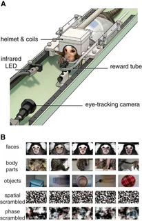 Figure 1 from Hung (2015)