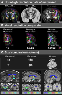 Figure 1 from Liu (2020)