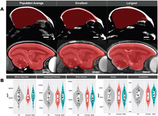 Figure 1 from Liu (2021)